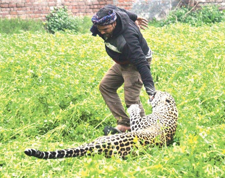 Leopardo Ataca En Un Barrio De India EL TERRITORIO Noticias De Misiones