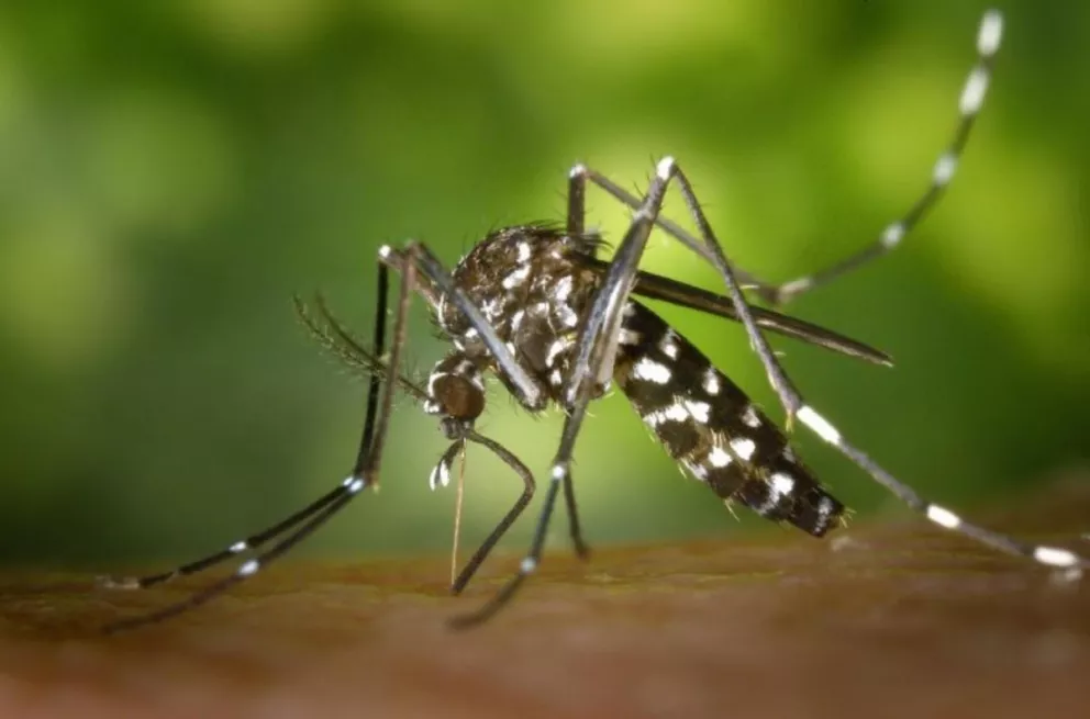 Confirman caso de dengue autóctono en Santo Tomé
