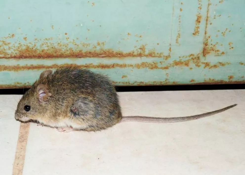 El cuerpo del ratón es pequeño con una larga cola de hasta 10 centímetros.