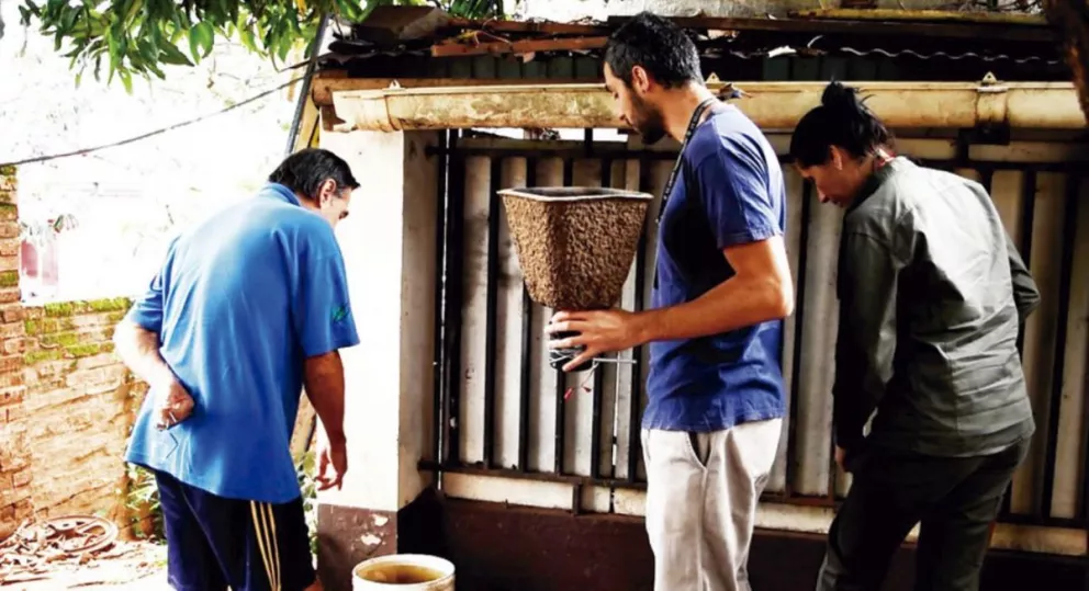Dengue: instalan trampas de mosquitos en viviendas