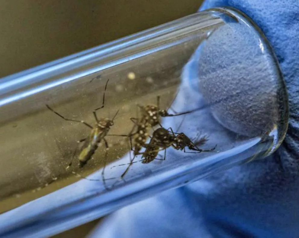 Se han detectado seis casos de dengue en El Soberbio
