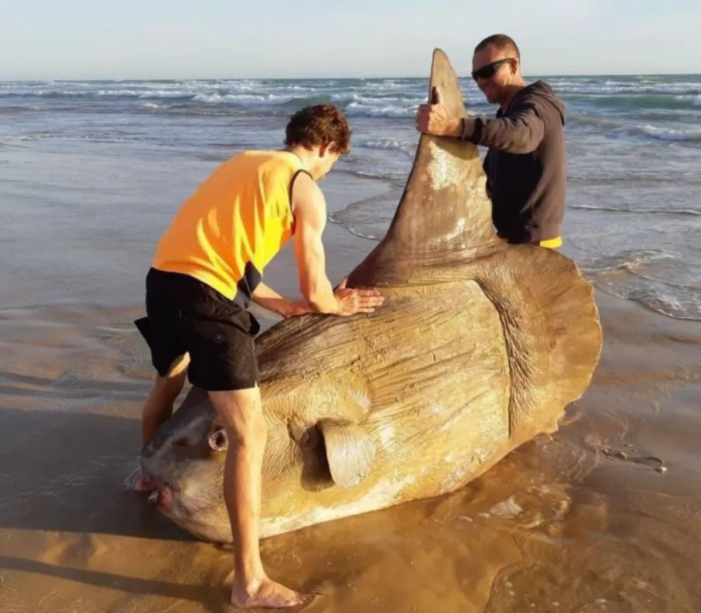 Encontraron un pez luna gigante varado en una playa de Australia