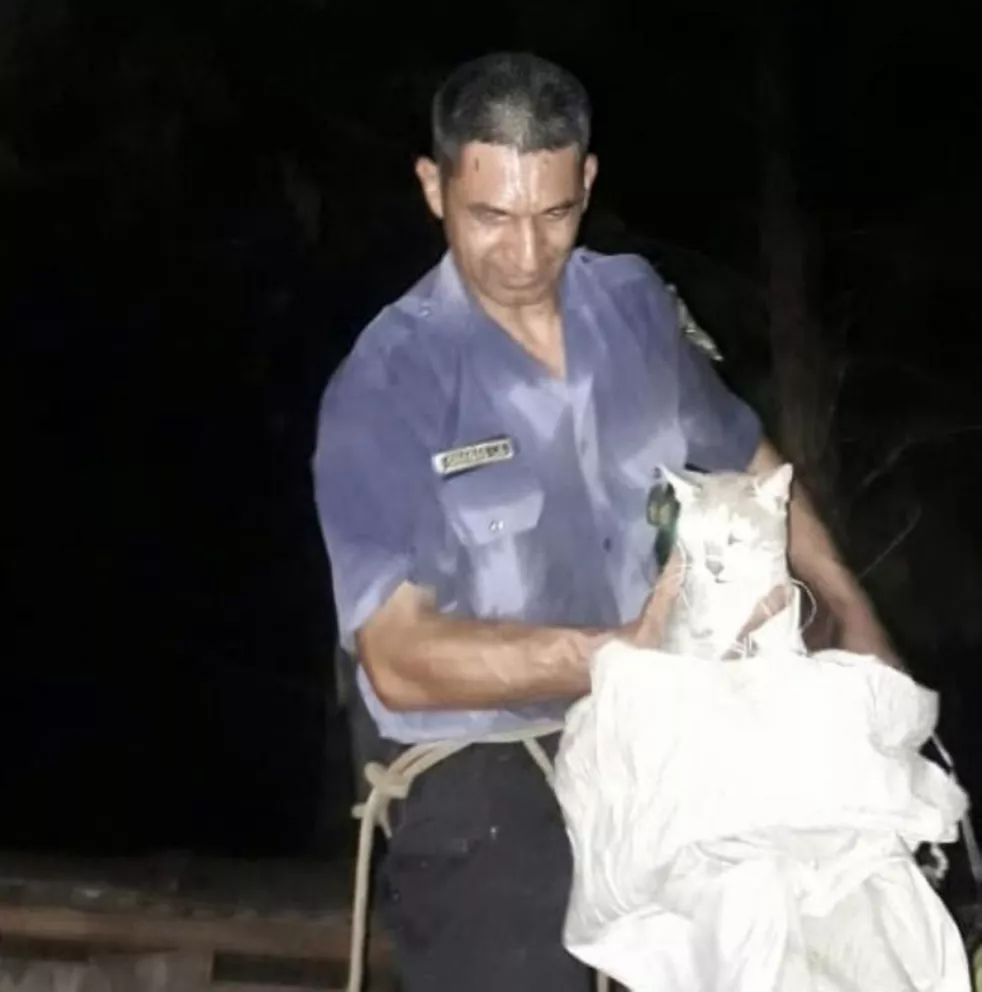 Policías rescatan a un gato que estuvo tres días en un árbol 