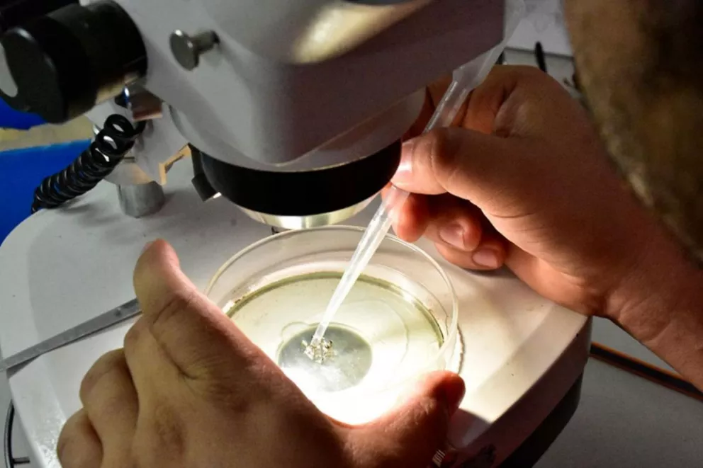 Confirman 20 casos de dengue en Misiones y otros 50 cuadros febriles en estudio