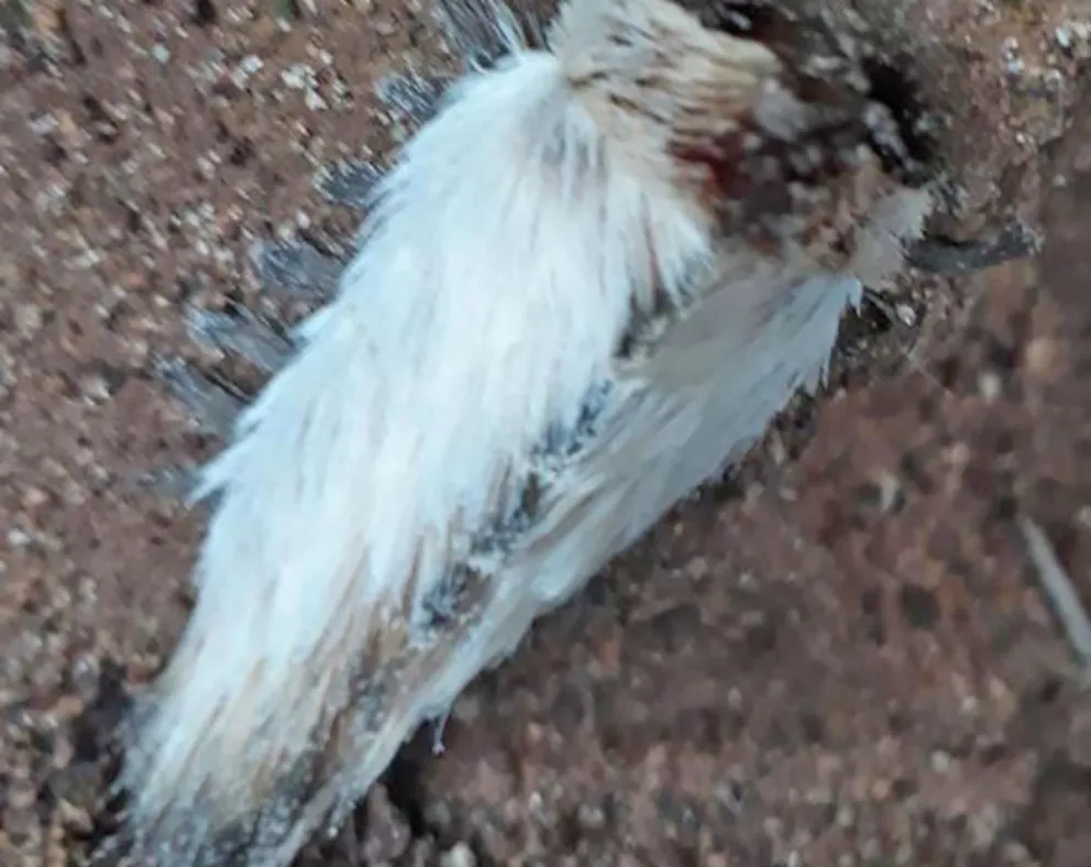 Recomendaciones tras varios casos de picadura de oruga pollo en zona Centro