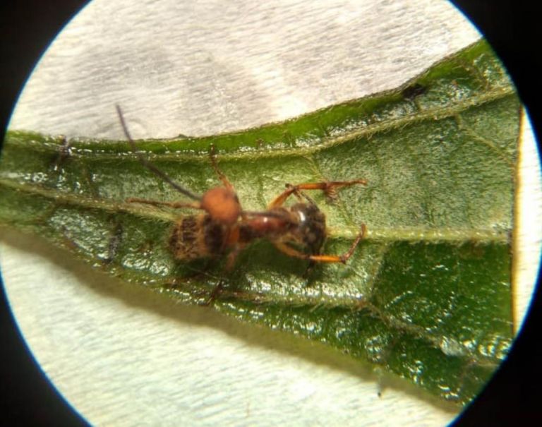 Misiones y los hongos que combaten insectos y plagas | EL TERRITORIO ...
