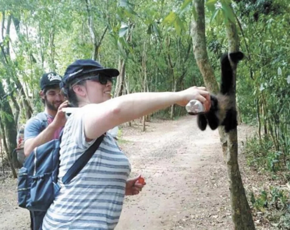 Iguazú: Le dieron gaseosa a un mono y despertaron fuerte rechazo