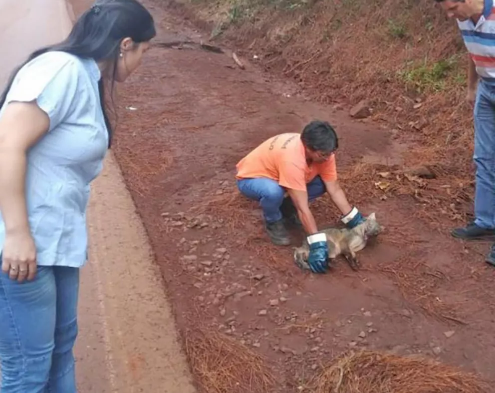 Atropellan a un zorro en el barrio Guatambú de Montecarlo