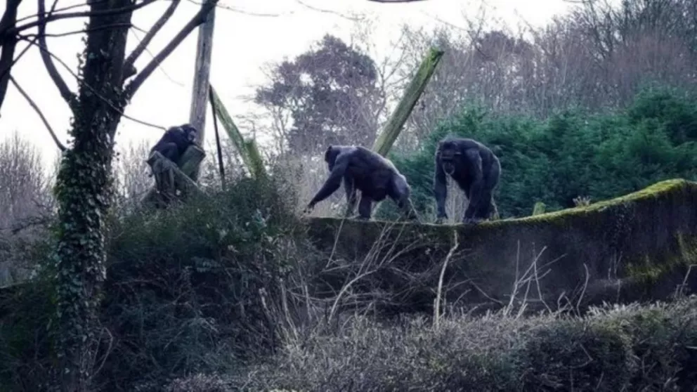 Unos monos utilizaron una rama para escaparse del zoo 