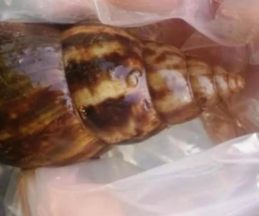 Advierten sobre la peligrosidad de los parásitos transmitidos por caracoles africanos