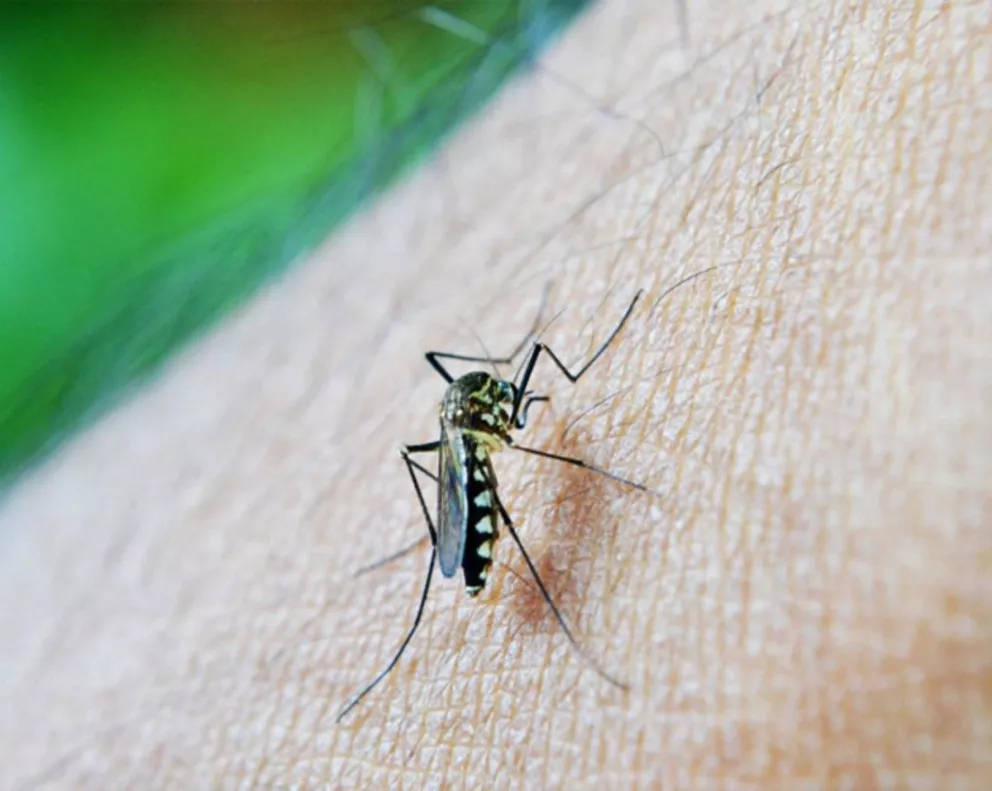En Paraguay se reportan 350 casos sospechosos de dengue por semana 