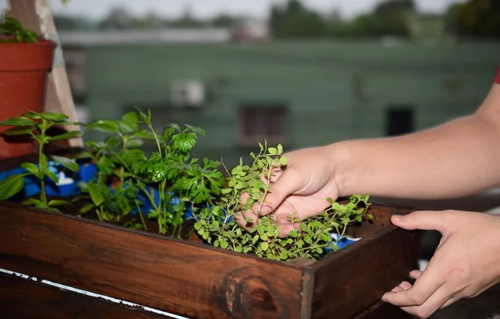 Indicaron que las plantas tienen un efecto curativo en el cuerpo.