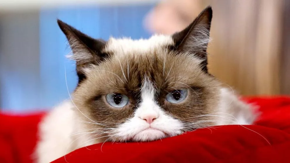 Murió Grumpy Cat, una de las gatas estrellas en Internet 