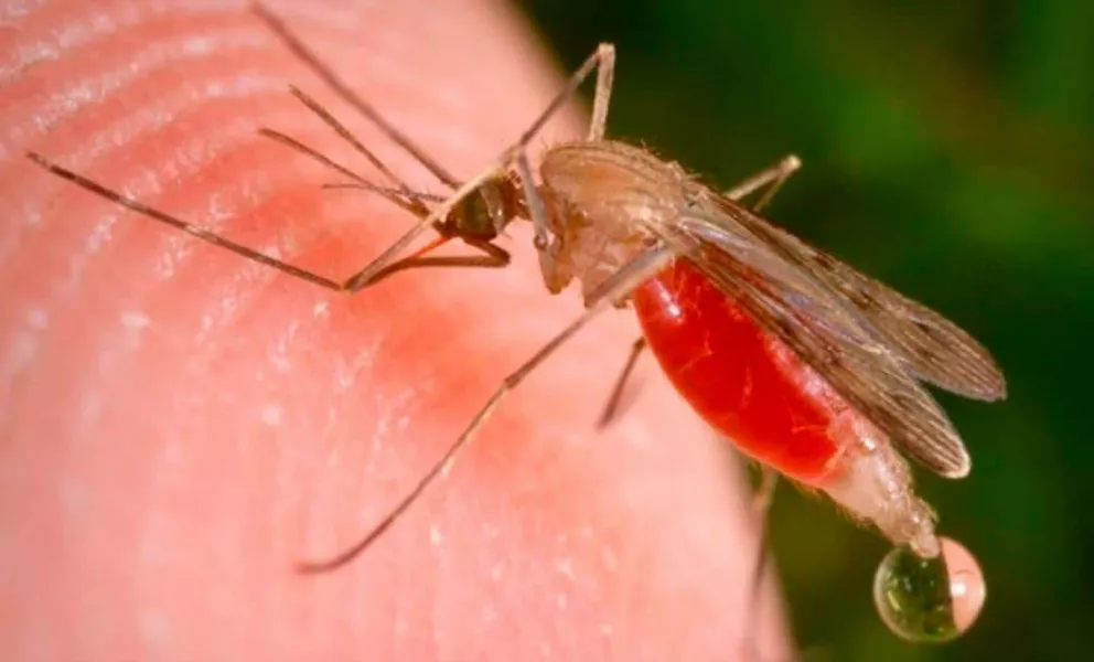 La Organización Mundial de la Salud declaró a Misiones libre de paludismo