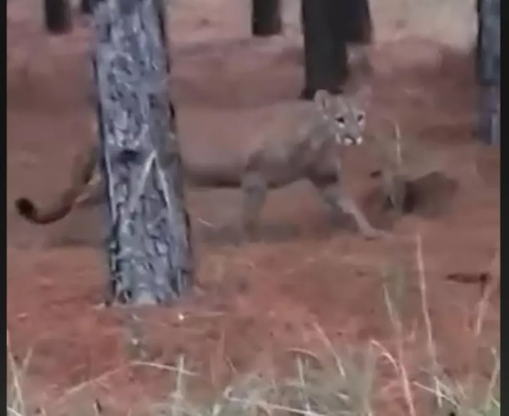 Video Viral: Apareció un puma en una forestación de Garaví