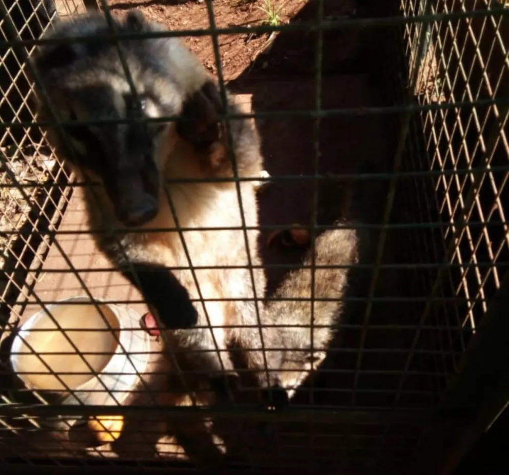 Varios animales recuperados en el Parque El Puma volverán al monte