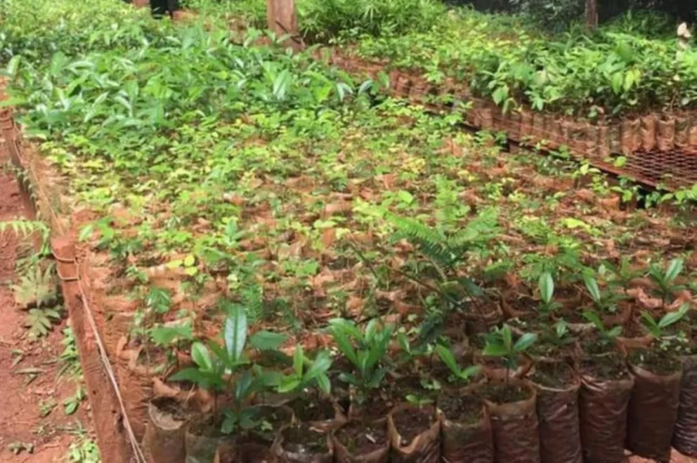 Iguazú: Vida Silvestre donó 200 plantines para reforestar sector afectado por incendio