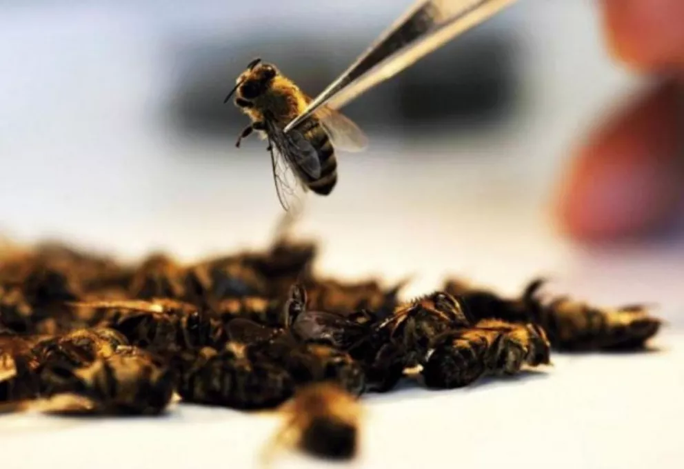 Ataque de abejas: "lo importante es actuar con rapidez para sacar los aguijones"