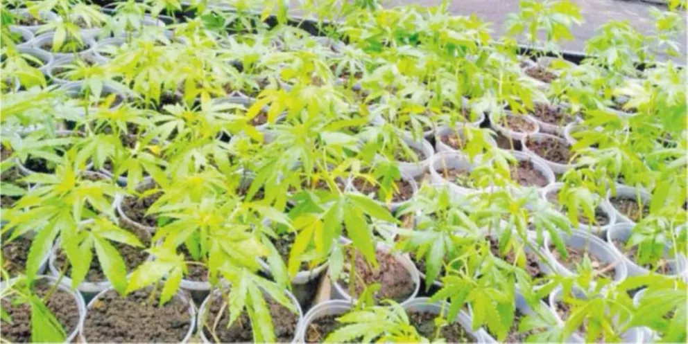 Paraguay: habrá cultivo controlado de marihuana de manera experimental 