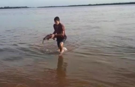 Ituzaingó: Se normaliza la situación tras bajante del Paraná y el hallazgo de peces muertos Ituzaingó: Se normaliza la situación tras bajante del Paraná y el hallazgo de peces muertos