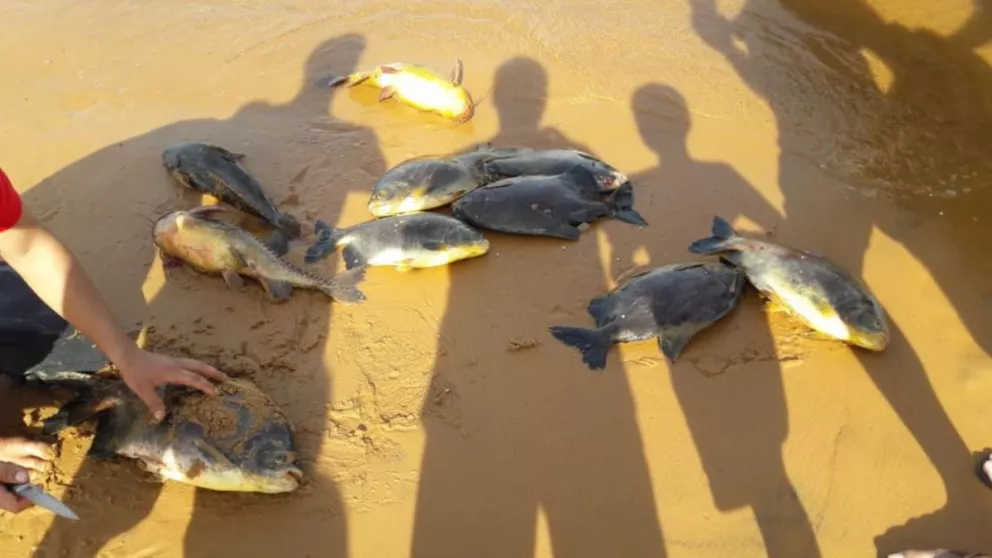 Aparecieron peces muertos en la zona de rincón Santa María en Ituzaingó