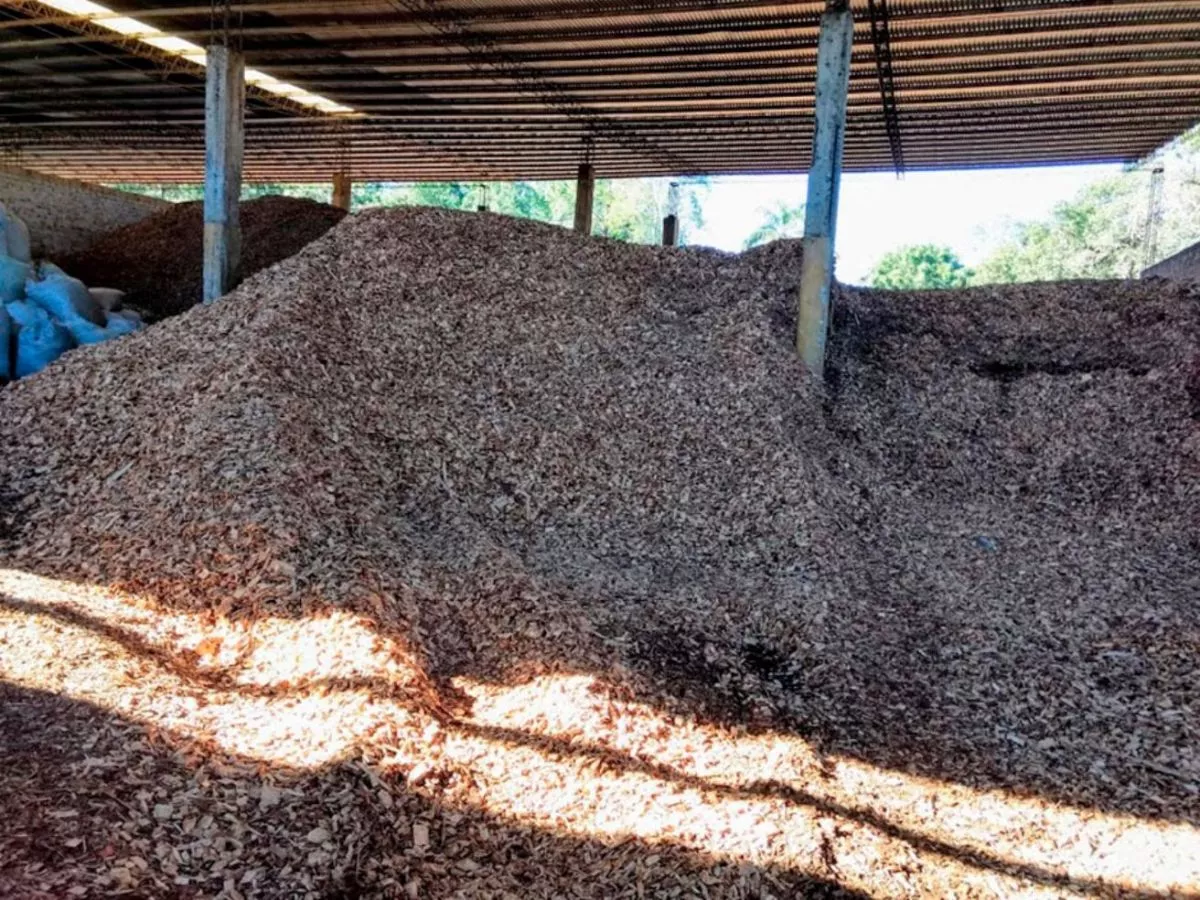 salón Ordinario camisa A las industrias les cuesta cada vez más conseguir chips de madera | EL  TERRITORIO noticias de Misiones