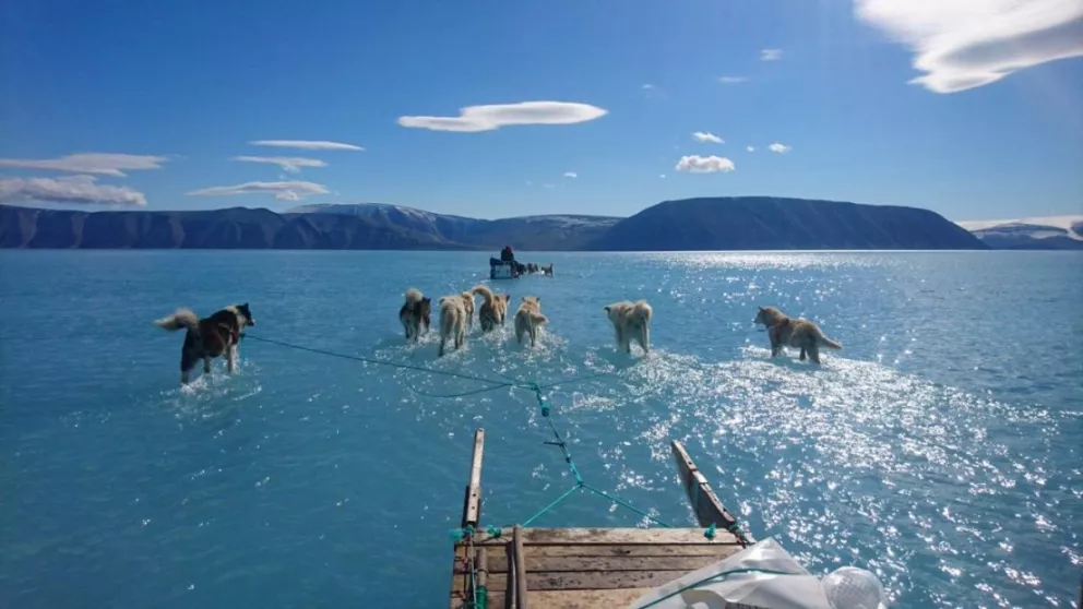 La foto del año: perros de trineo se arrastran por el hielo derretido de Groenlandia