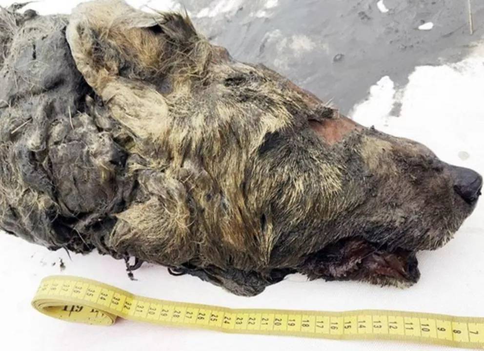 Encontraron "intacta" la cabeza decapitada de un lobo gigante prehistórico