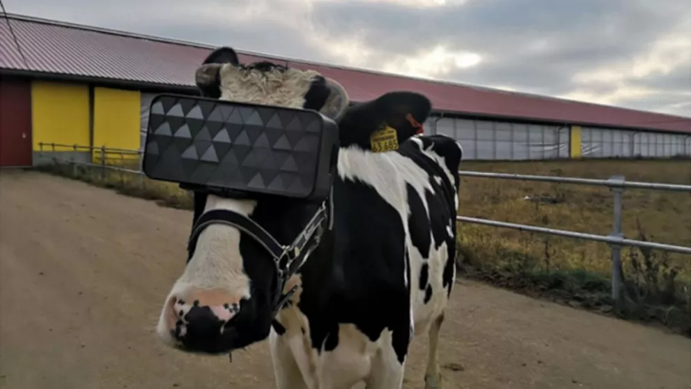Empiezan a probar lentes de realidad virtual en vacas para que crean que están en el campo 
