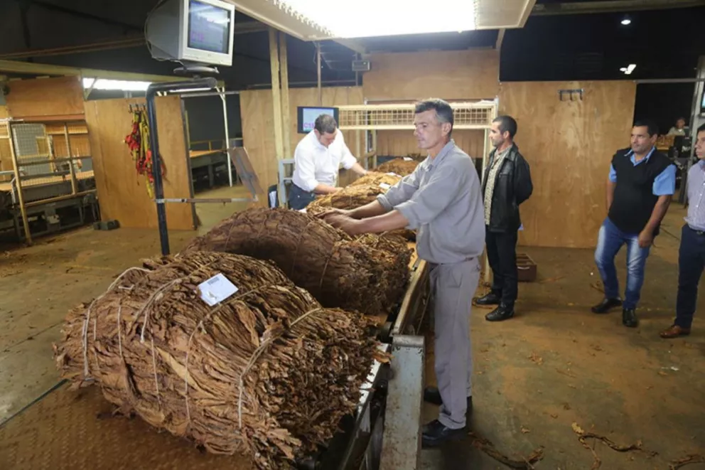Herrera Ahuad anunció que el 30 de enero se pagará la compensación a los productores tabacaleros