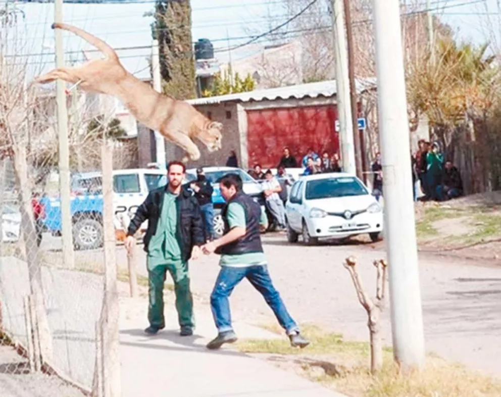 La aparición de un puma generó pánico en un barrio