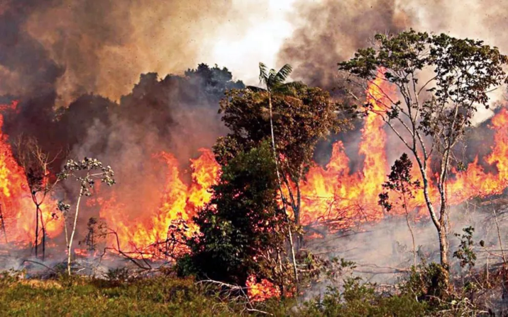 Alarma mundial por los incendios en el Amazonas