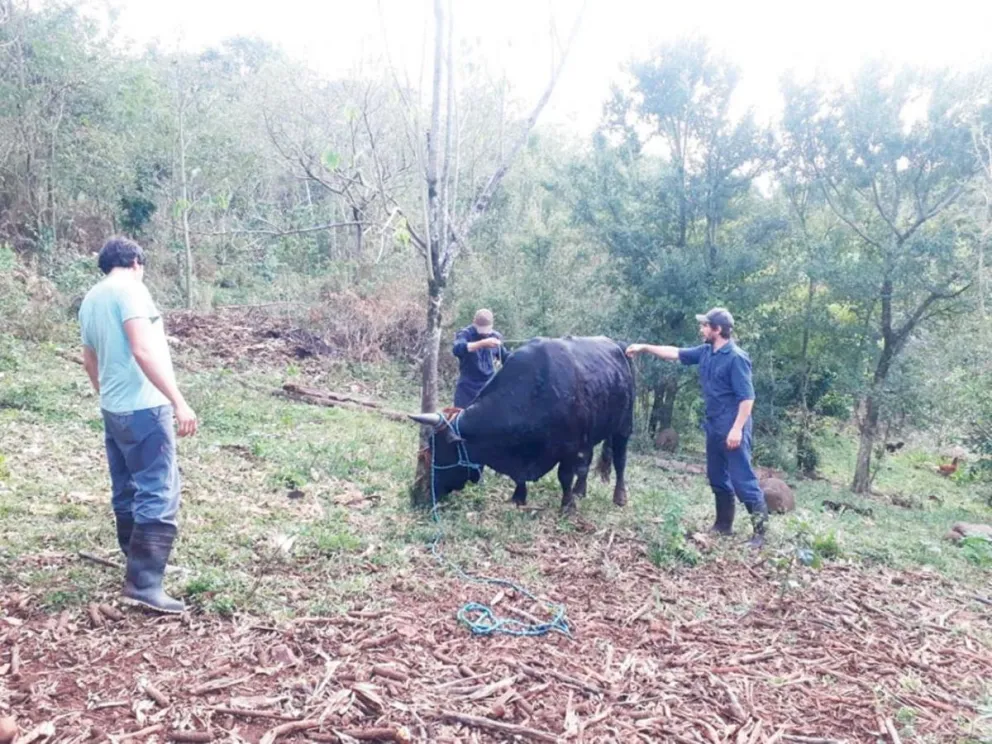 Apuntan a garantizar la salubridad de los lácteos