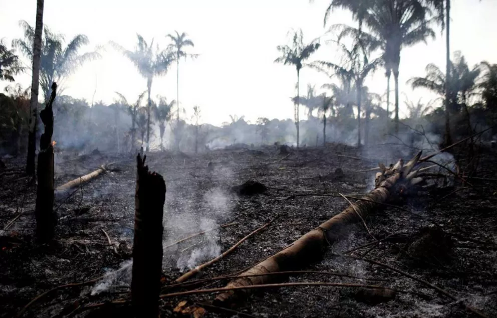 Estiman que el 20 por ciento del bosque del Amazonas fue deforestado.