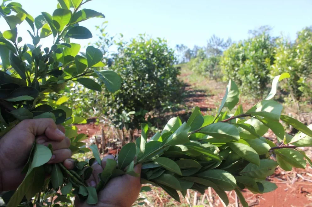 Hoja verde de yerba mate, materia prima del prima que según la ley nacional no puede salir de Misiones y Corrientes sin ser procesada
