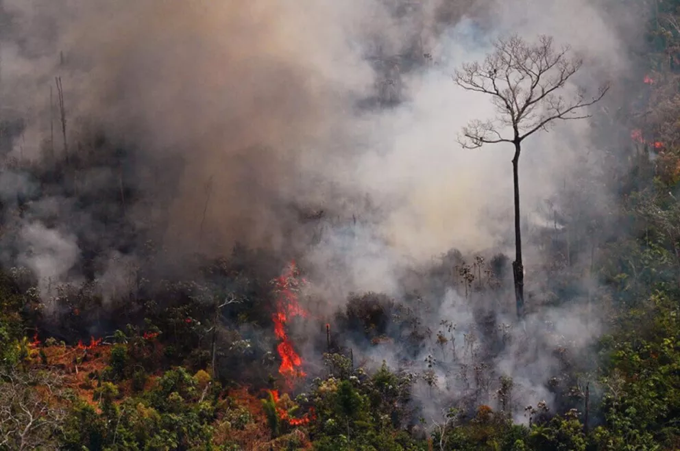 Se quemaron 2,5 millones de hectáreas de árboles en los incendios de la Amazonia 