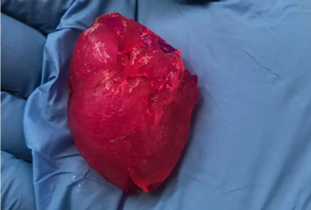 Imprimieron en 3D un nuevo corazón humano en miniatura