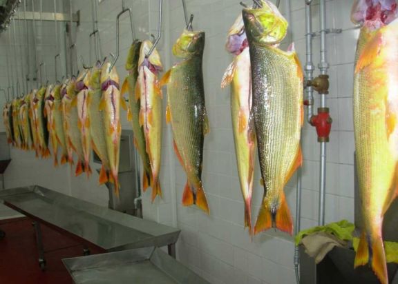 La producción de dorado (foto) y surubí creció más por la inversión de empresas locales. La producción de dorado (foto) y surubí creció más por la inversión de empresas locales.
