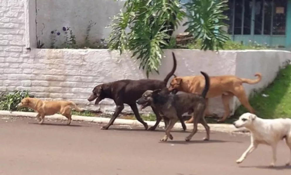 Vecinos promueven la castración de perros callejeros en Bernardo de Irigoyen
