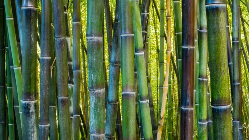 Promueven al bambú como cultivo para sustituir al tabaco