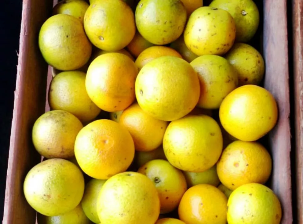 Tras perder toneladas de limón, peligra el cultivo de naranjas