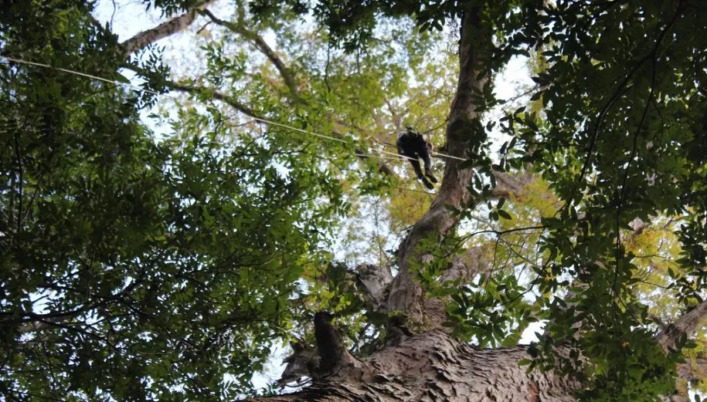 El árbol que mide como un edificio de 27 pisos dentro del Amazonas 