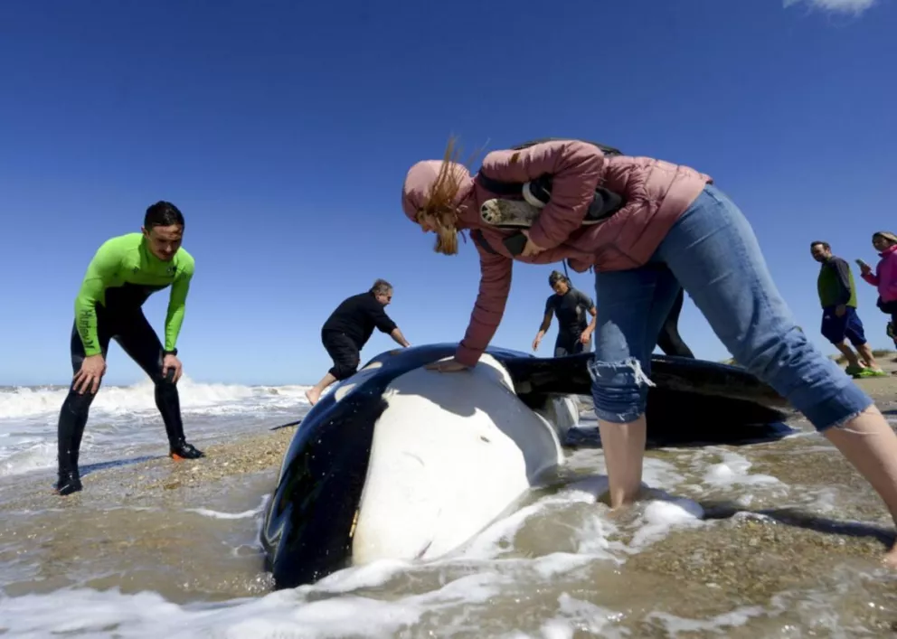 Los rescatistas trabajaron durante varias horas para que las orcas puedan volver al mar