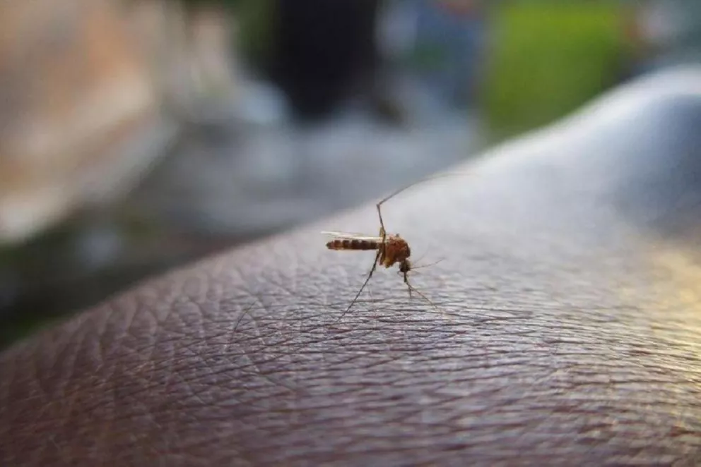 Confirmaron la primera muerte por dengue en Foz