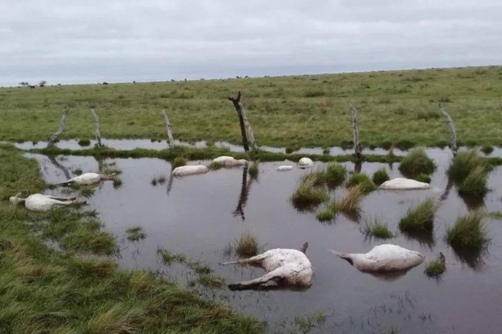 Más de 3.500 ovejas murieron en Curuzú Cuatiá por el cambio climático