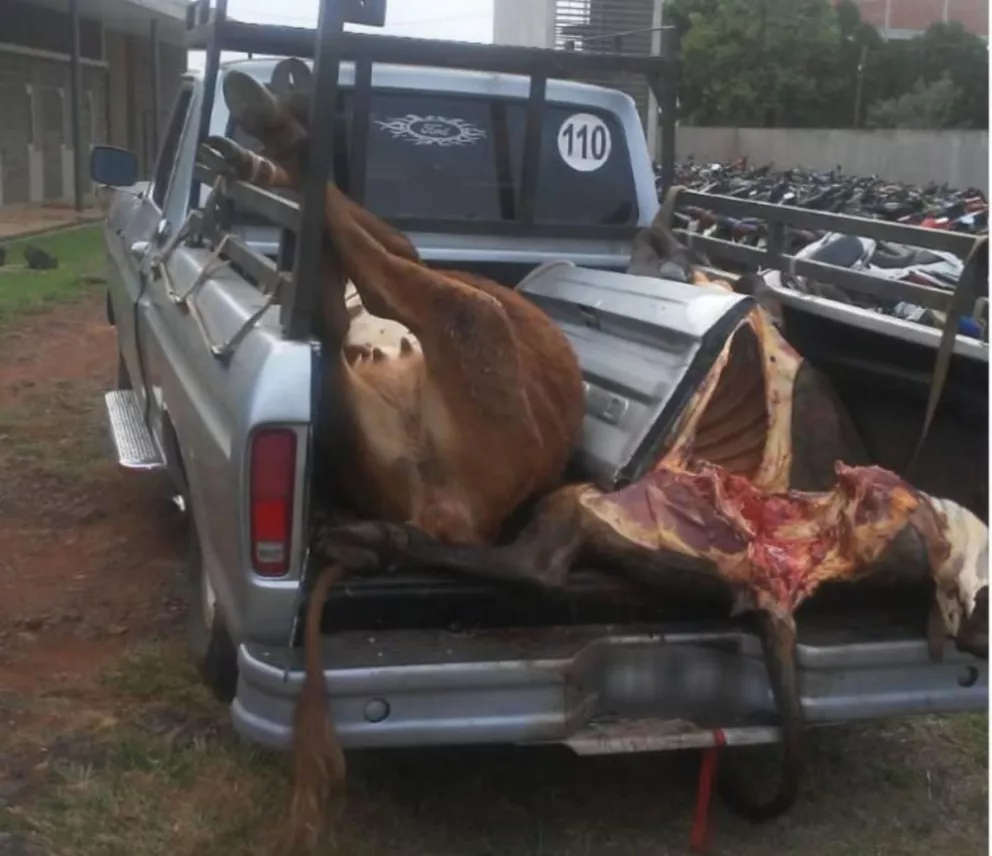 Garupá: detienen a dos cuatreros y secuestran animales que estaban por ser faenados