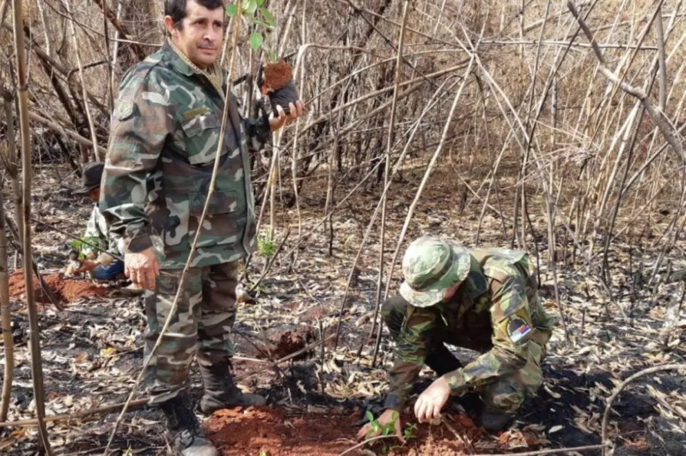 Plantaron 1000 árboles nativos en área incendiada en Puerto Iguazú 