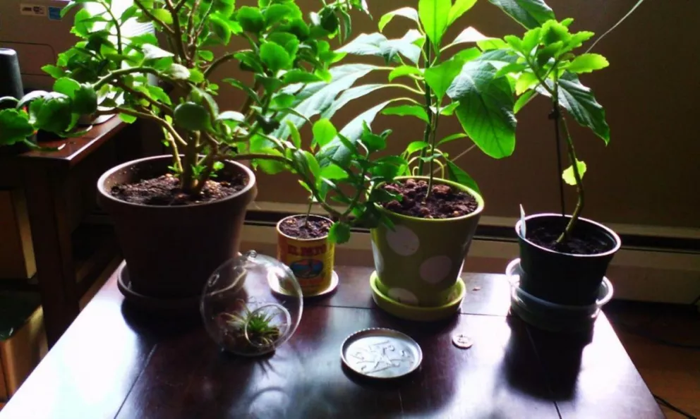 Fin del mito: las plantas con macetas en casa no purifican el aire