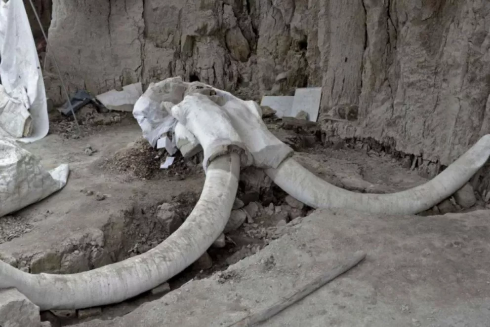 Encontraron restos de 14 mamuts que pueden cambiar la arqueología
