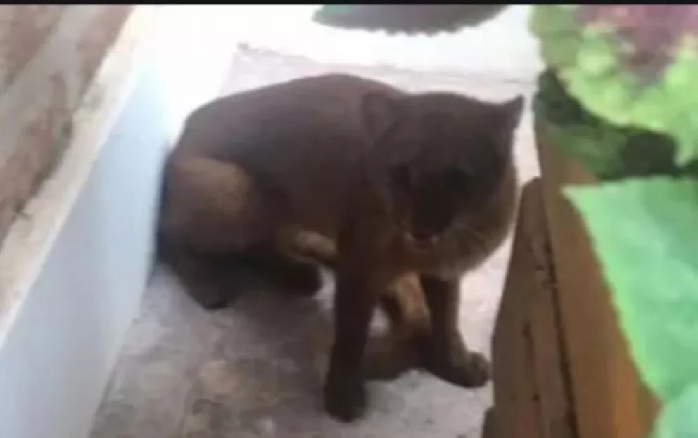 Apareció un puma en peligro de extinción en el patio de una casa en Entre Ríos